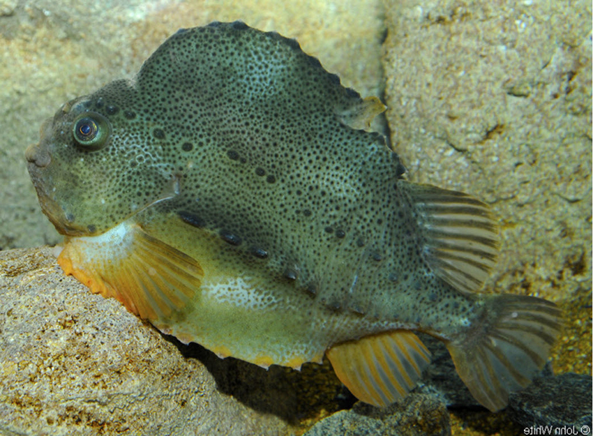 Cyclopterus lumpus_06.jpg
